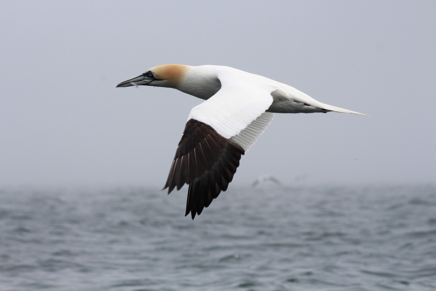 RPS ornithology - gannet in flight