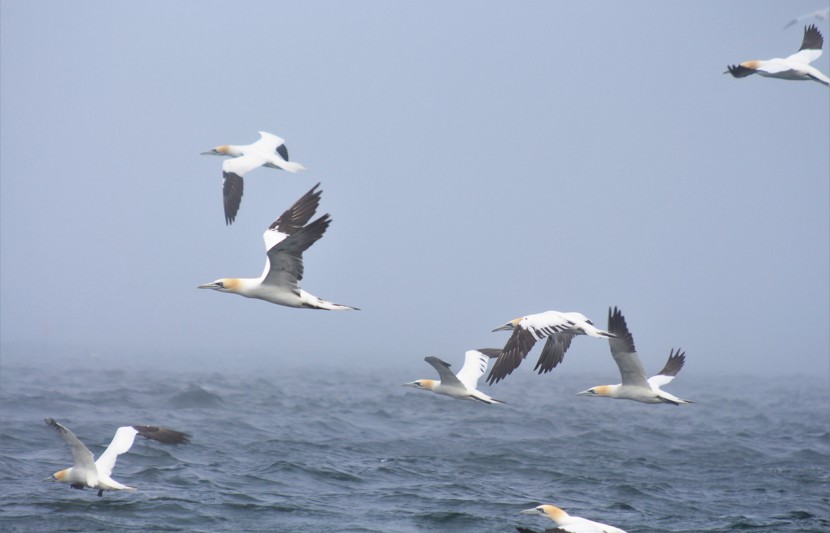 RPS ornithology - a group of gannets in flight