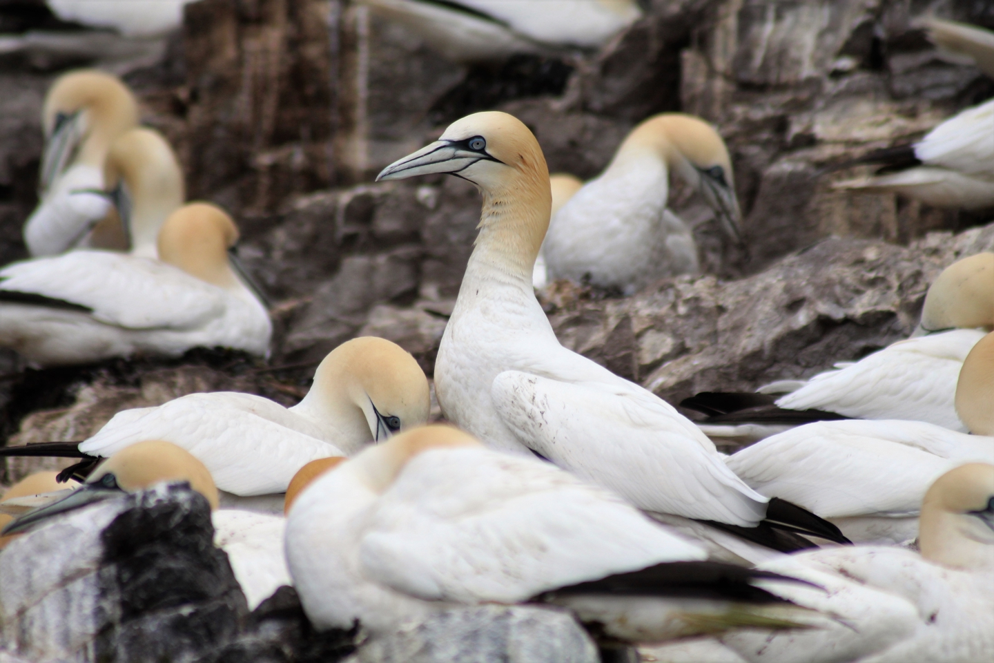 RPS ornithology - nesting Gannets