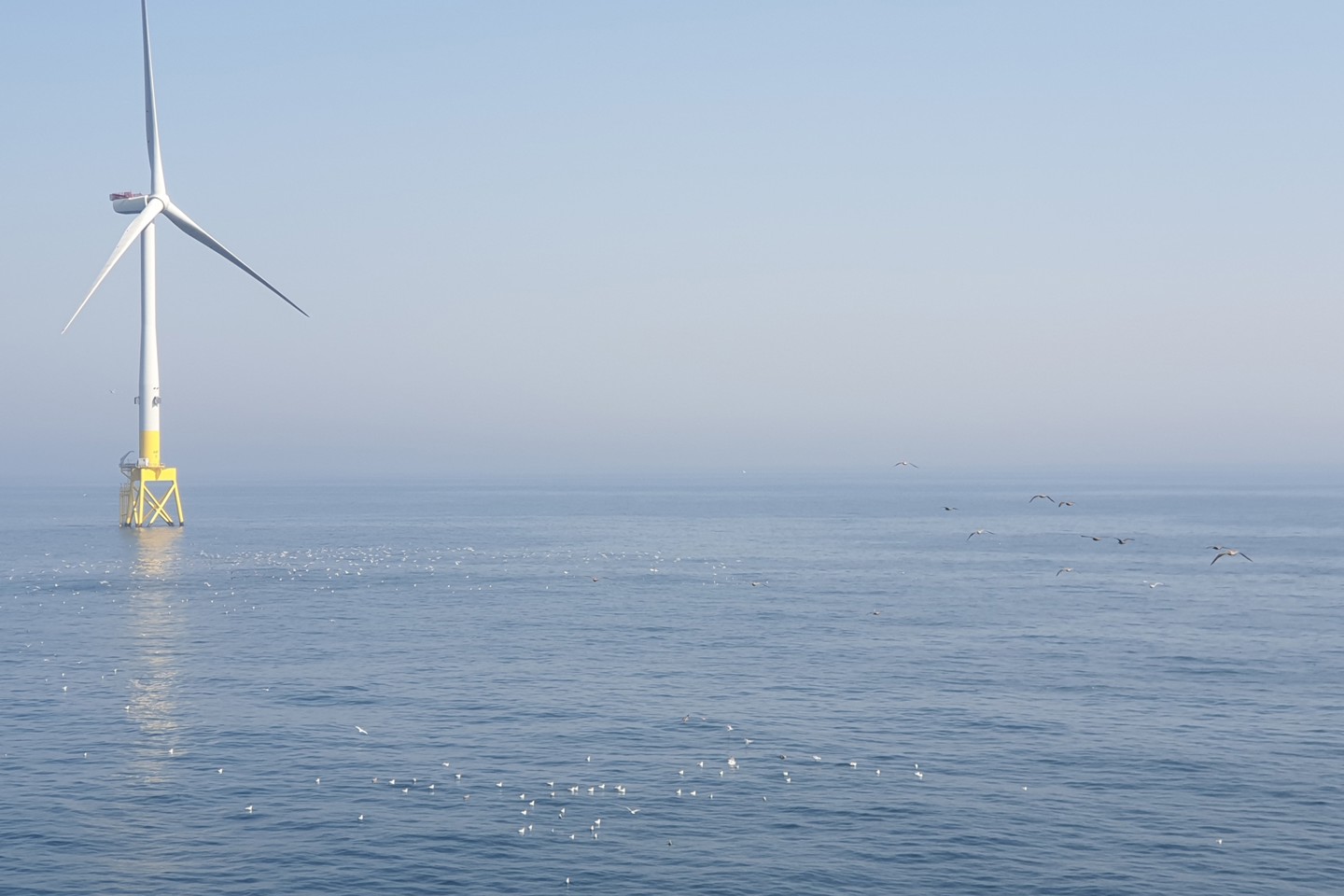 Birds around a wind farm.jpg