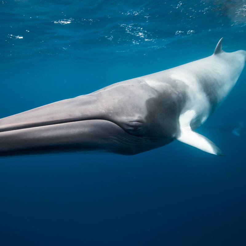 minke whale