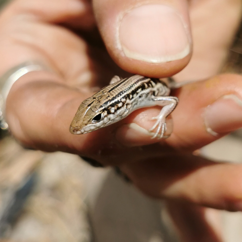 Ctenotus monticola skink captured by RPS Environmental Scientist, Natalie May in North Queensland