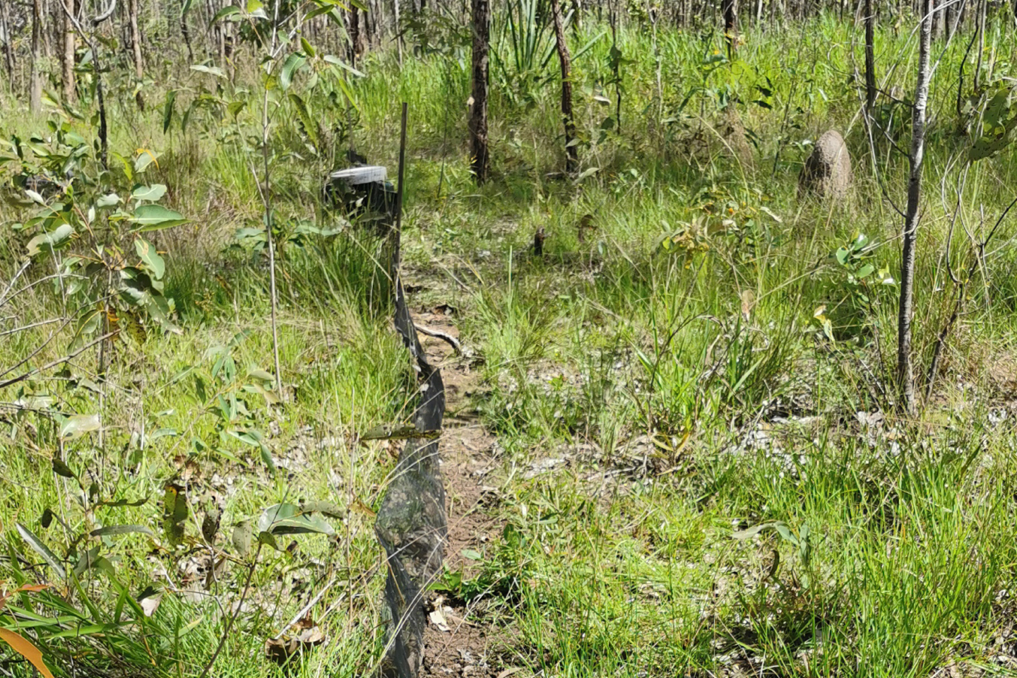 Ctenotus monticola skink trapping setup for field monitoring in North Queensland