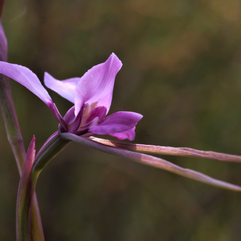 Diuris arenaria orchid in bloom