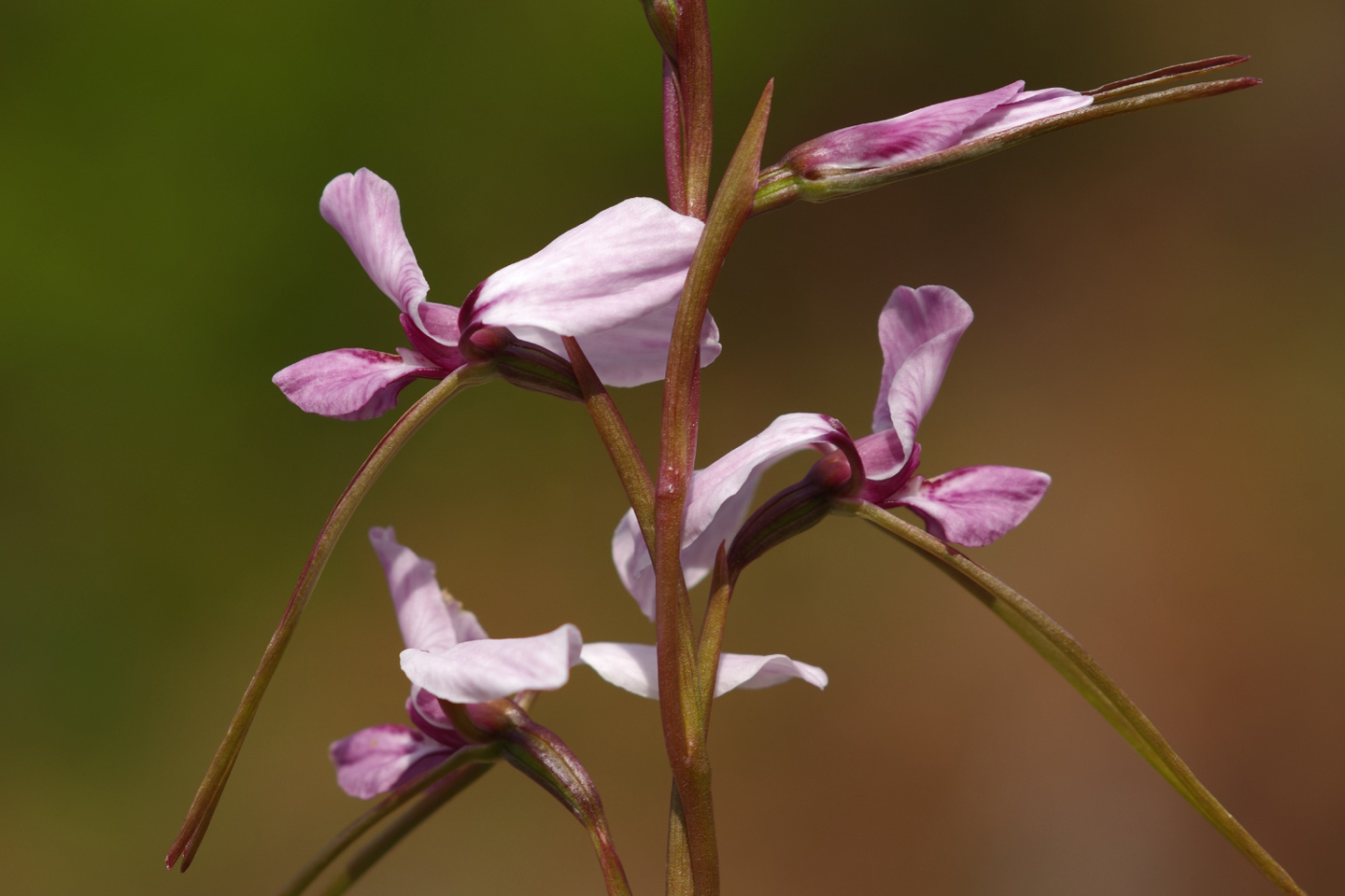 Diuris arenaria orchid in bloom