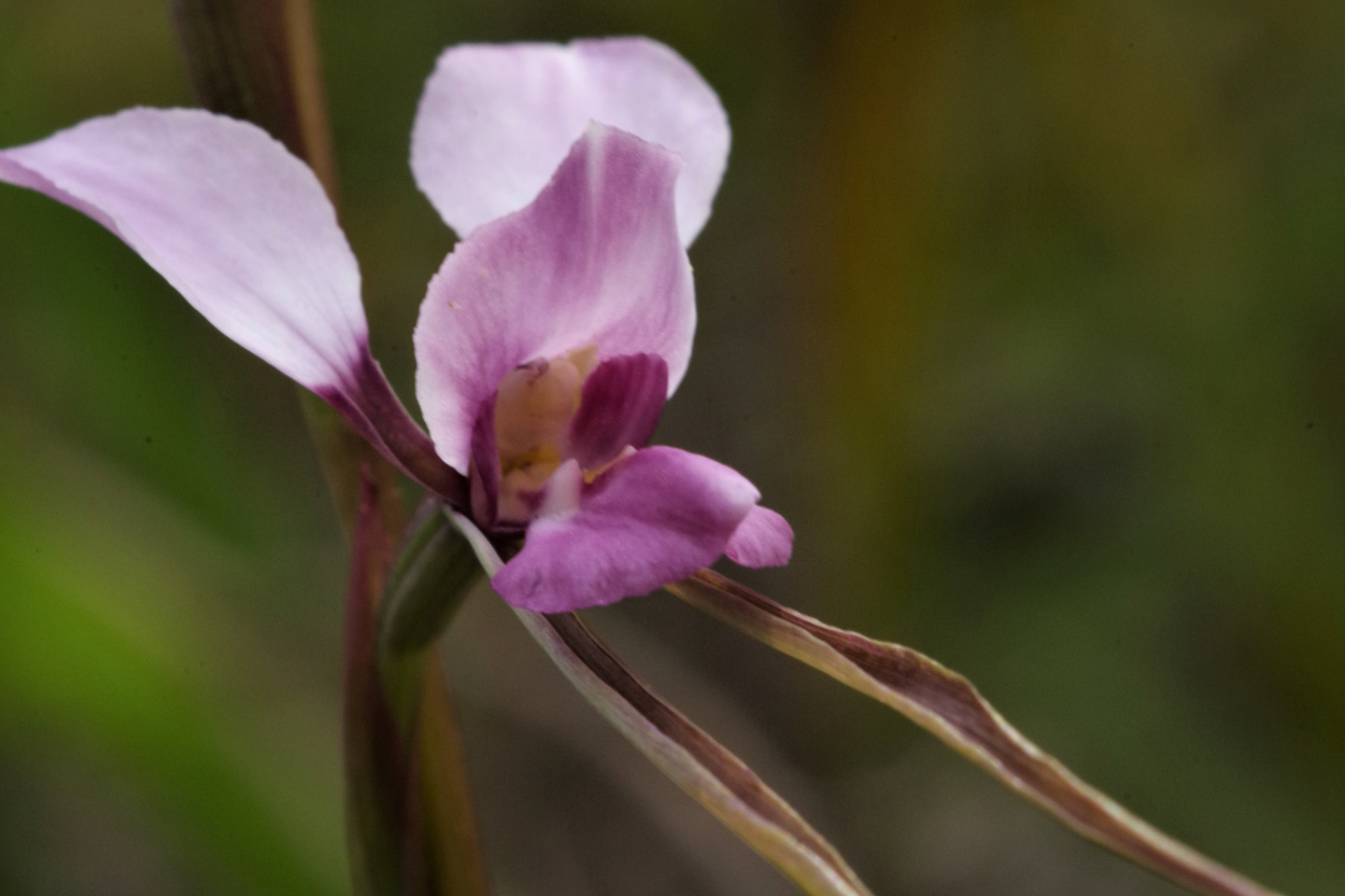 NSW Diuris arenaria orchid in bloom