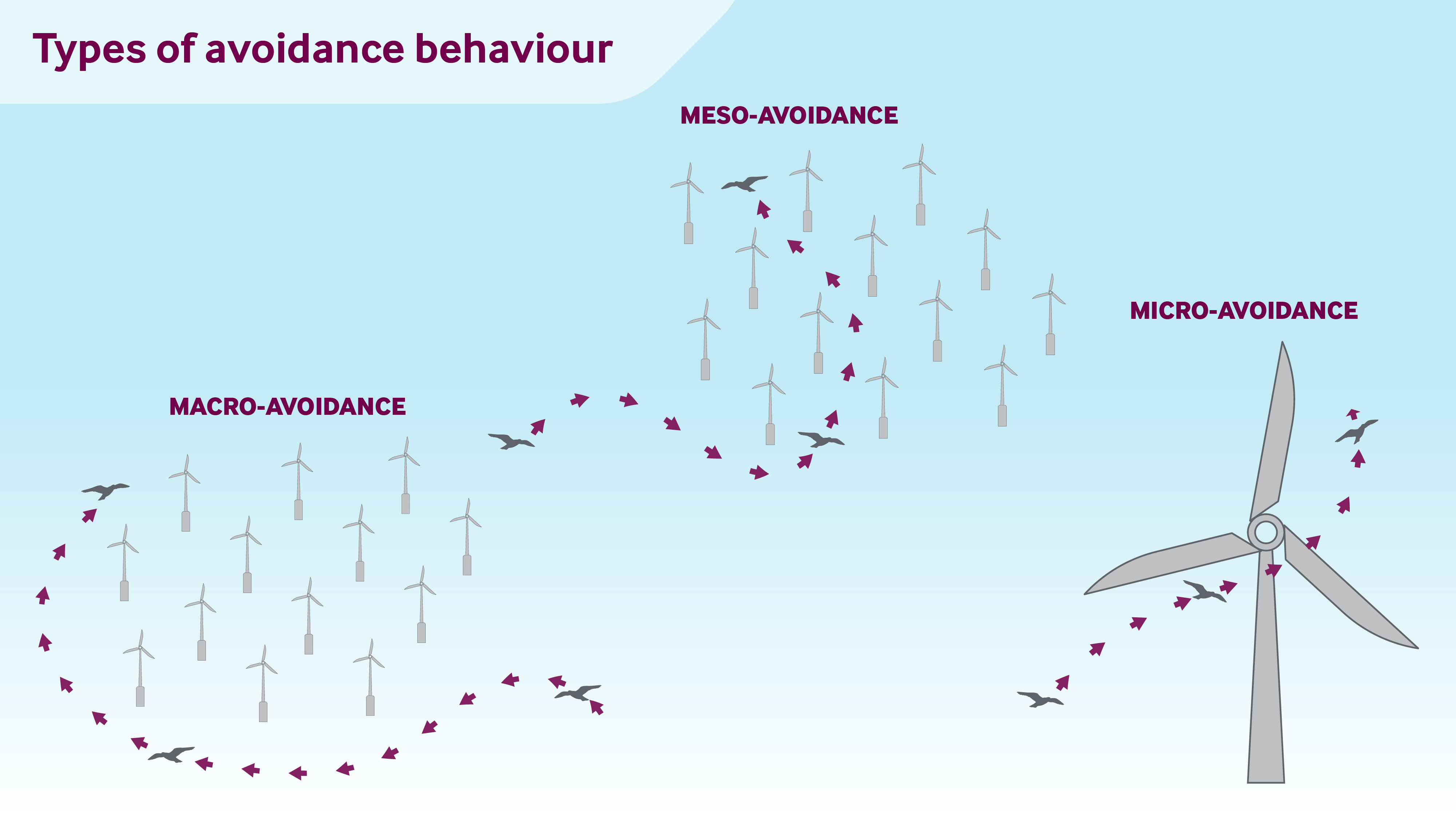 Avoidance behaviours of birds in relation to offshore wind farms and turbines