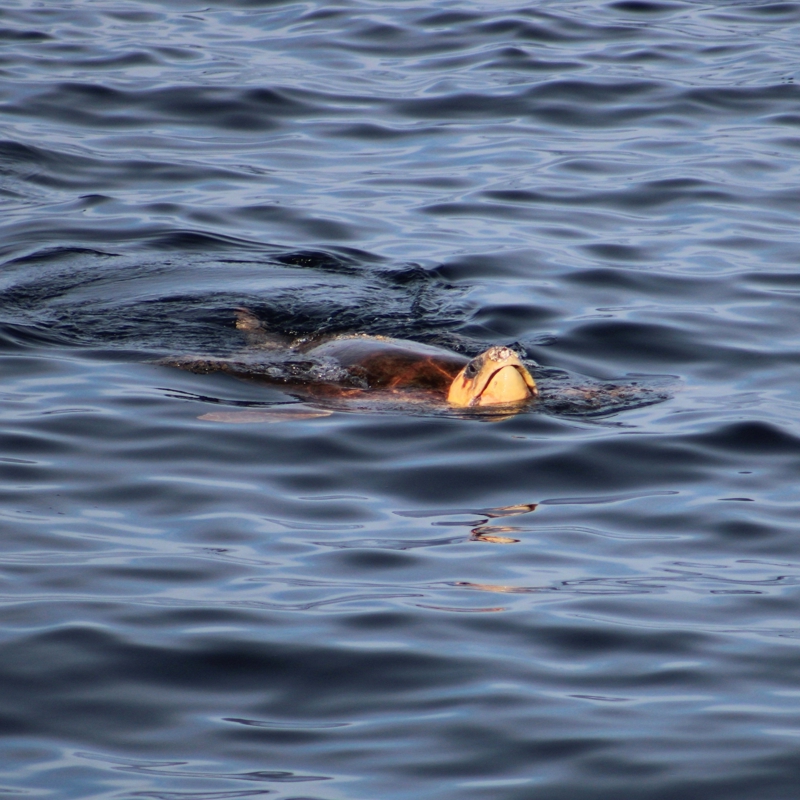 Loggerhead sea turtle basking at the surface