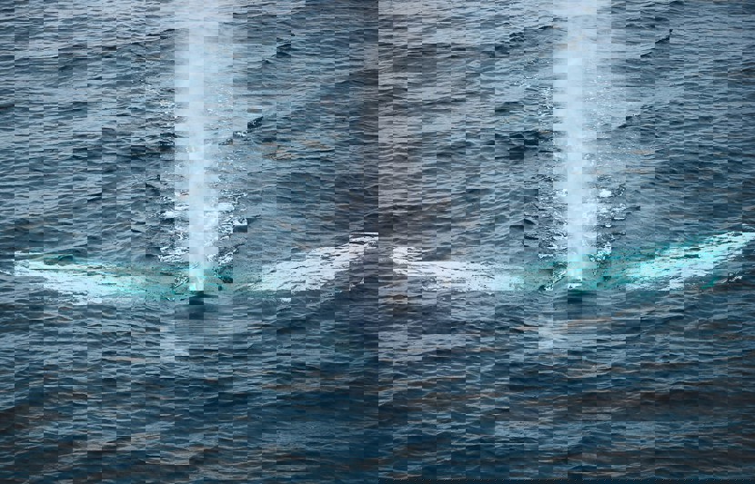 PSO Sean O'Sullivan, Humpback Whale