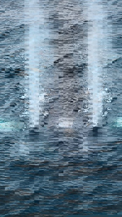 PSO Sean O'Sullivan, Humpback Whale