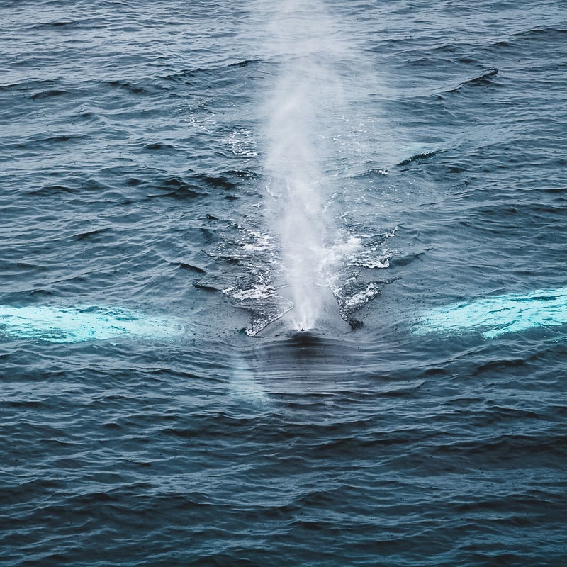 PSO Sean O'Sullivan, Humpback Whale