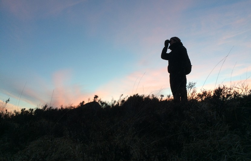 Simon Zisman Dawn black grouse survey