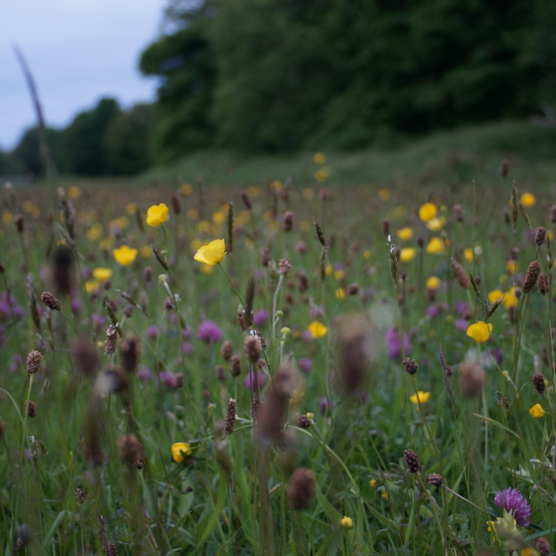 Field of wild flowers