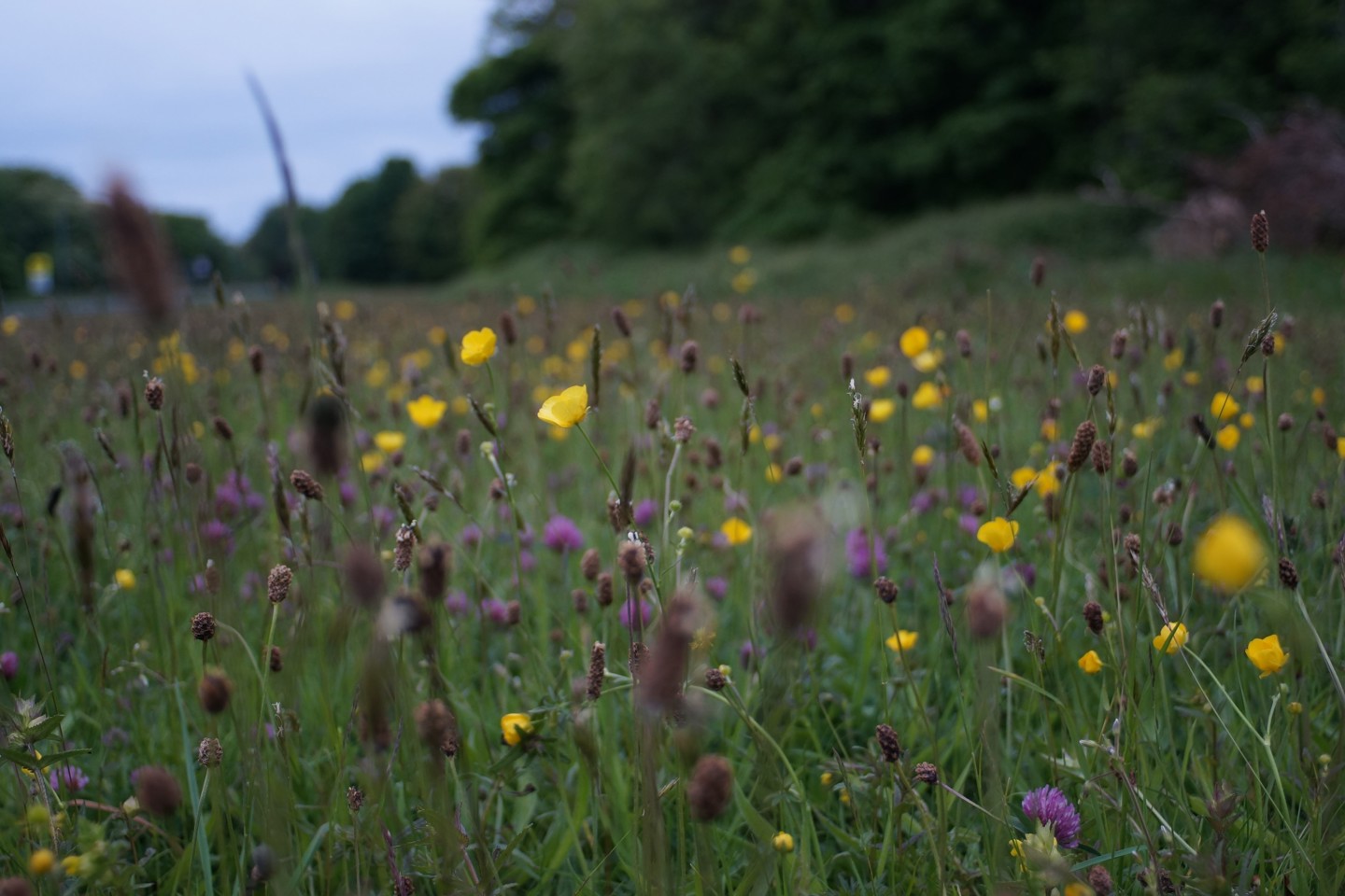 Field of wild flowers