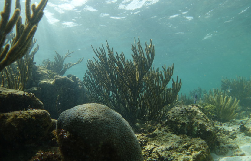 Seabed