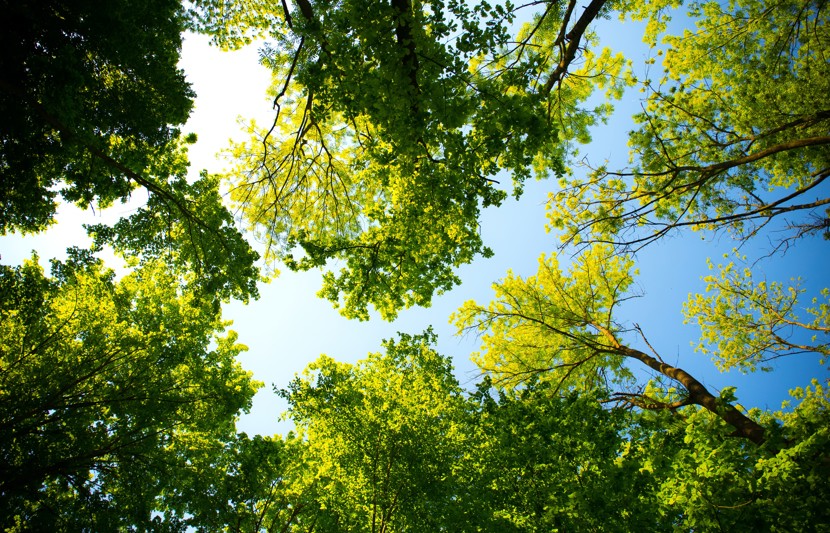 Trees