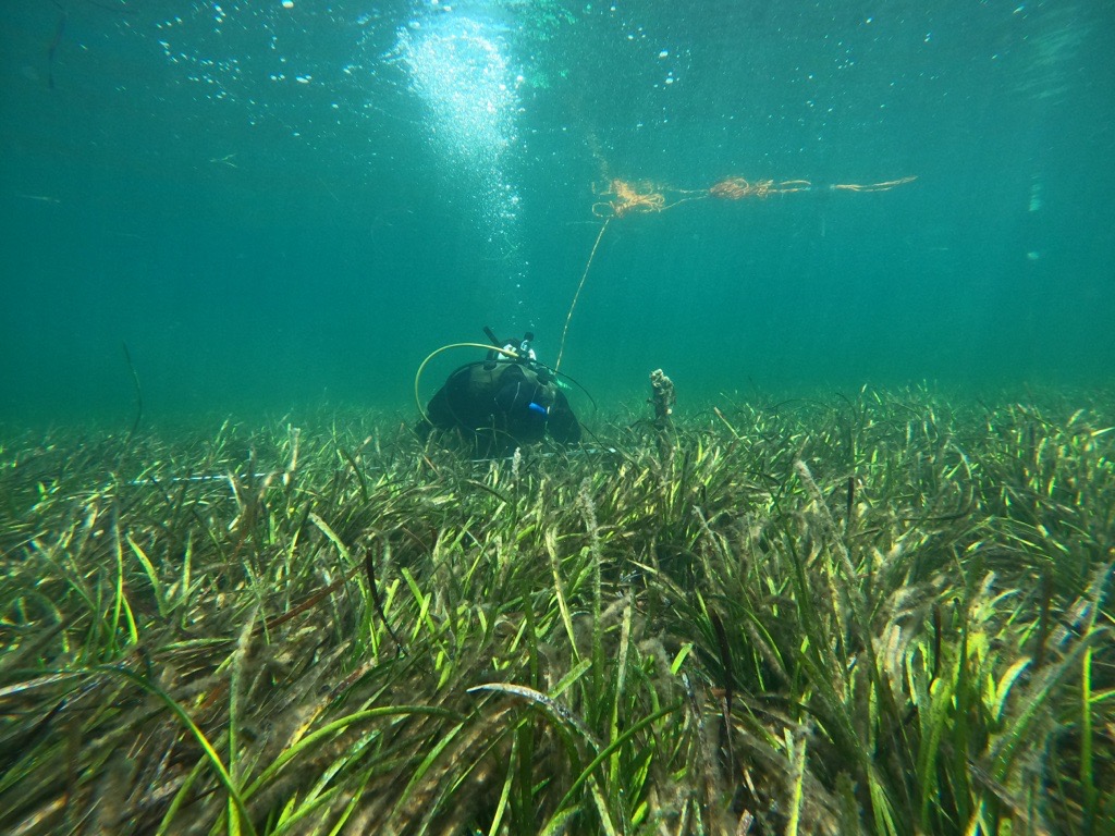 Diving underwater to monitor seagrass