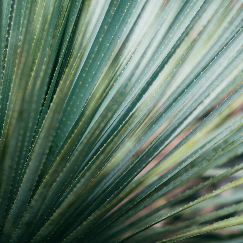 Close up of a fern