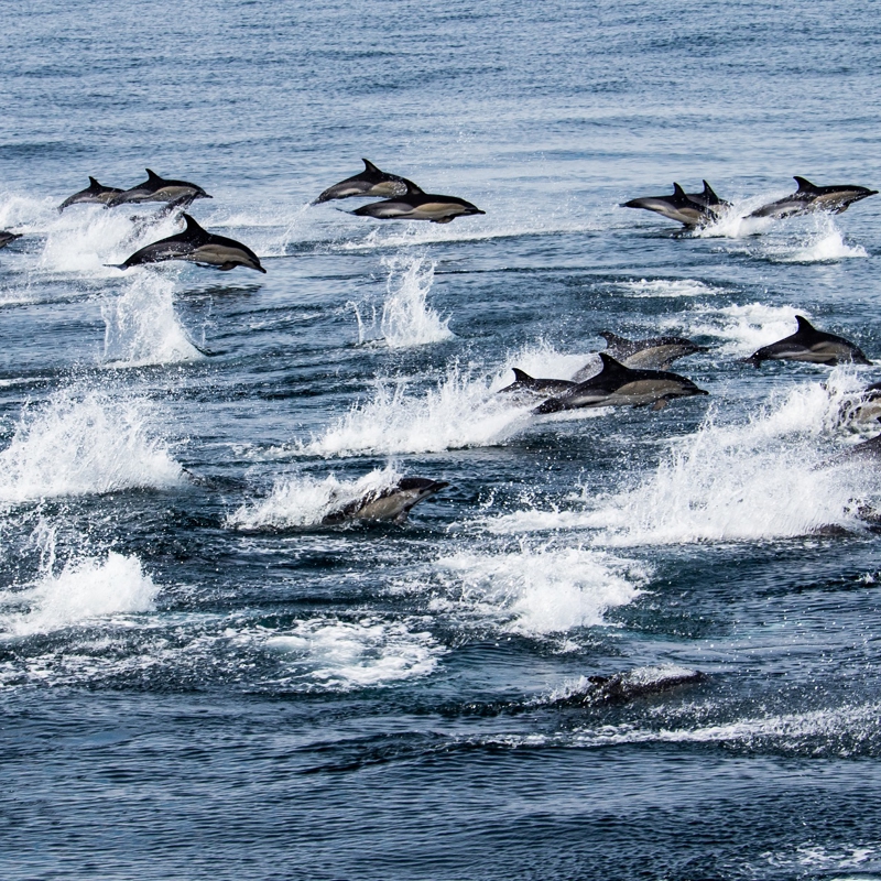 RPS protected species observers photo: marine mammals