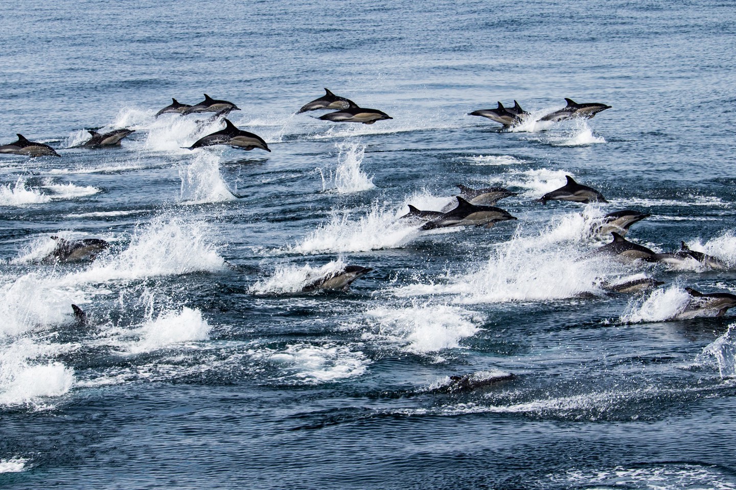RPS protected species observers photo: marine mammals