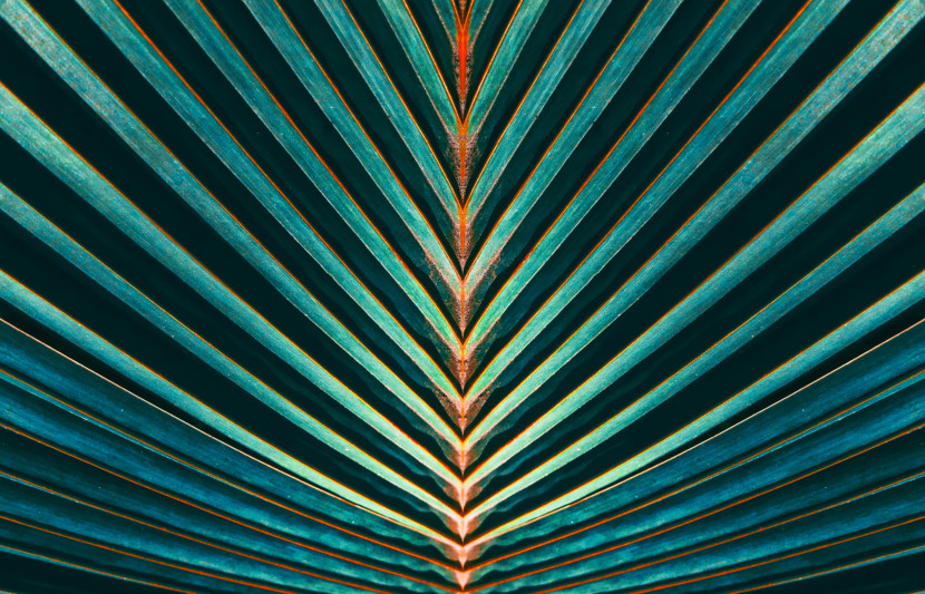 Close up of blue and green palm leaf