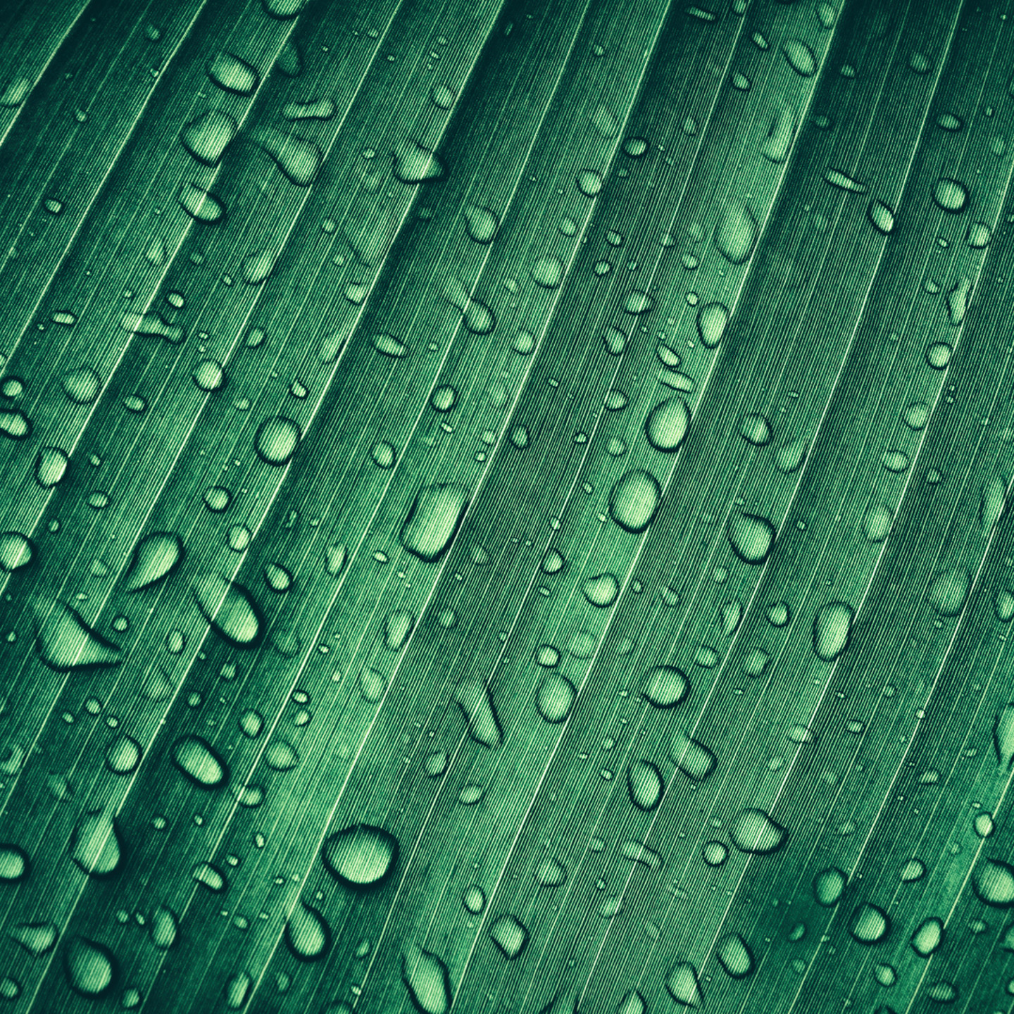 Close up of abstract leaf with water droplets