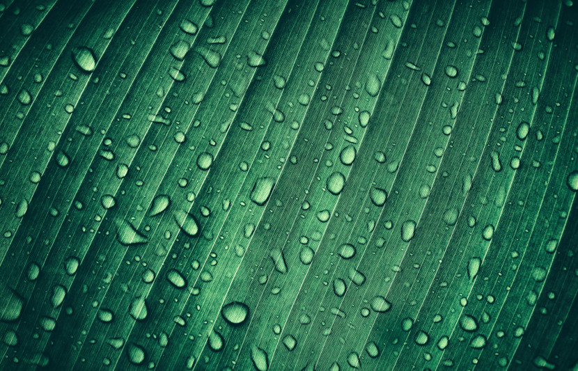 Close up of abstract leaf with water droplets