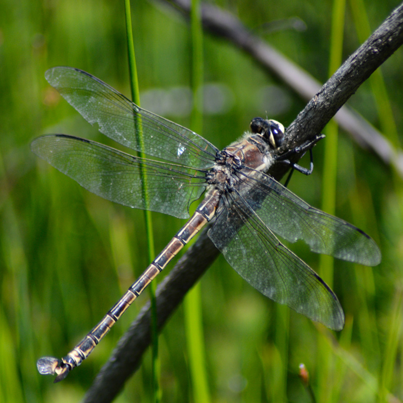 RPS ecology team with a Giant Dragonfly (Petalura gigantea) in the Blue Mountains region of New South Wales