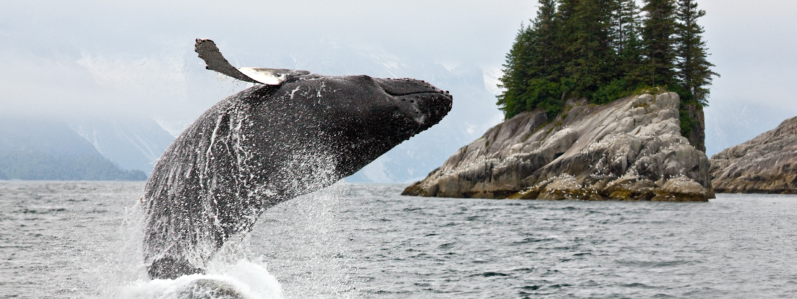 Breaching whale