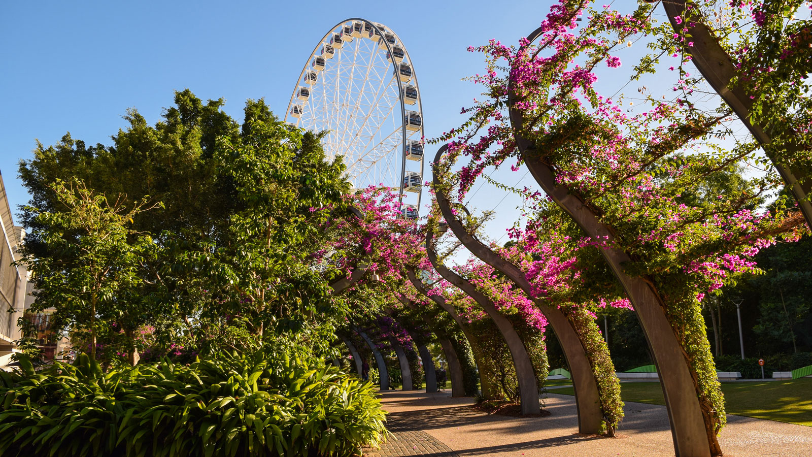 It's a view of a garden with pink flowers and in the distance you can see a Ferriswheel. 