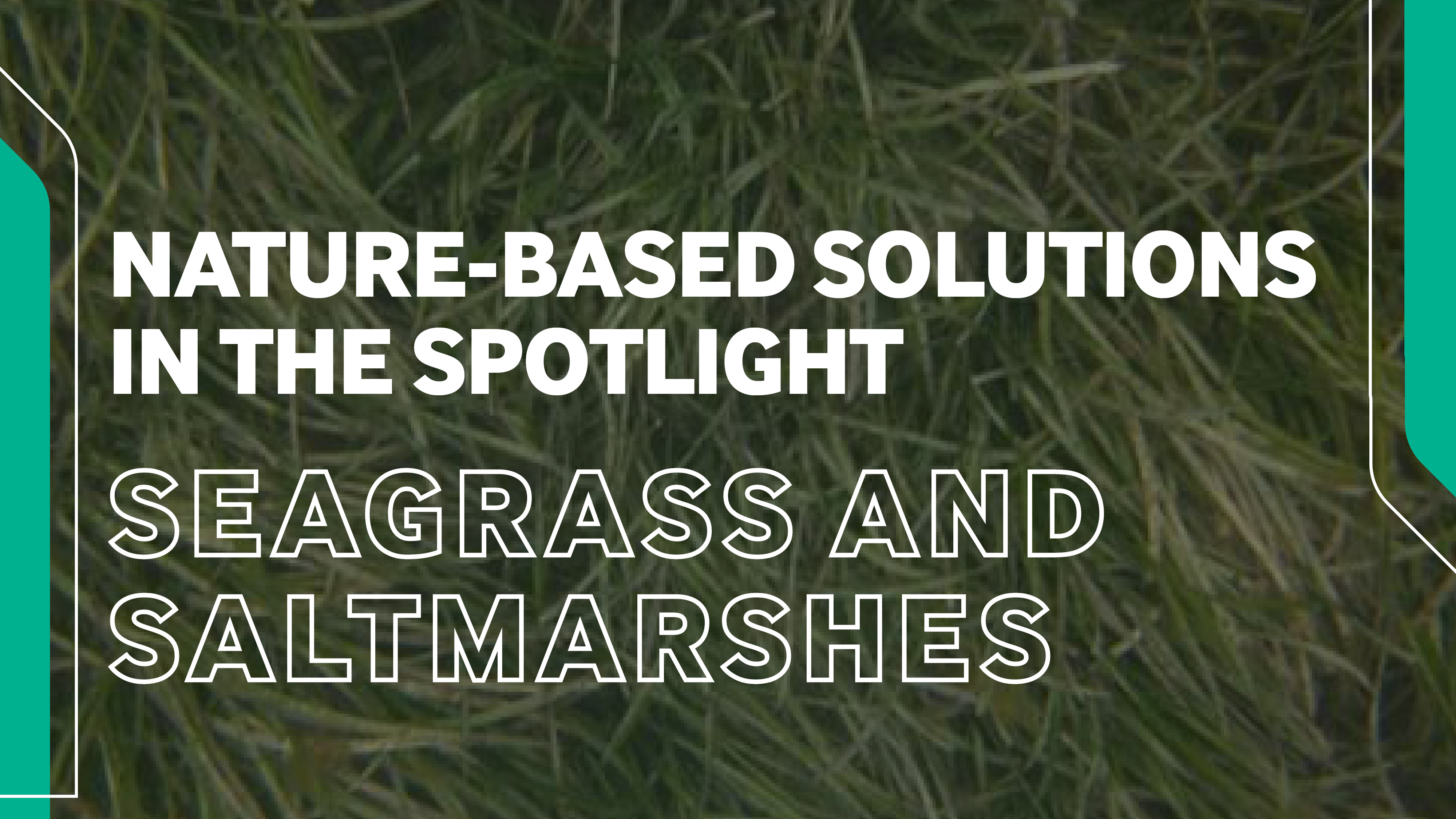 Seagrass and Saltmarshes Video Cover for RPS' spotlight on nature-based solutions series 