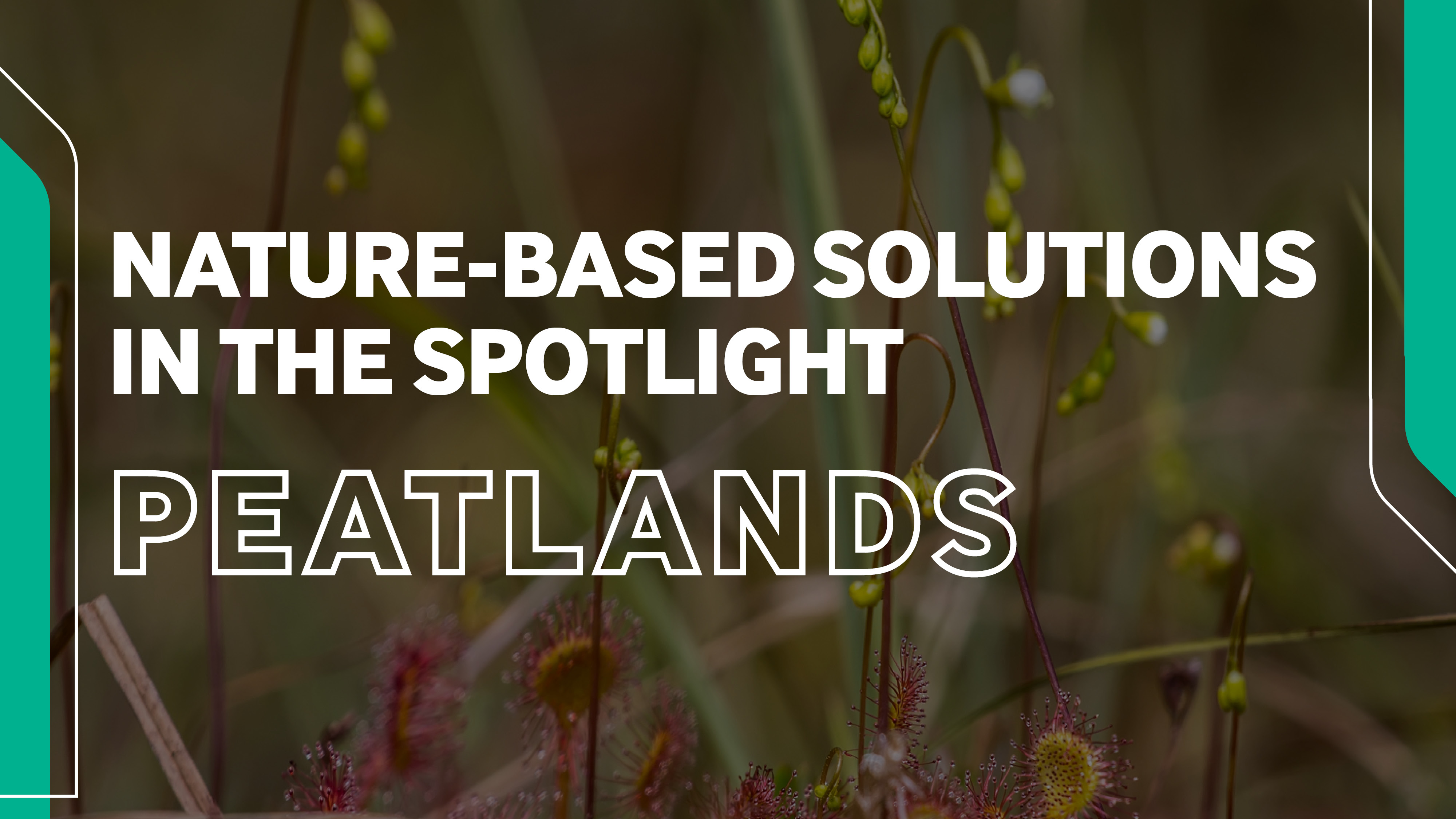 Peatlands Video Cover.jpg