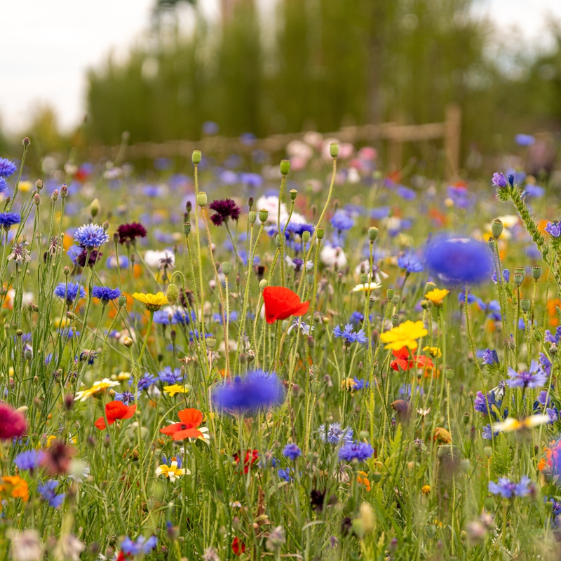 Wildflower meadow