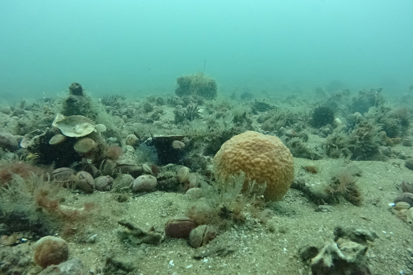 Examples of benthic infauna and epifauna photographed as part of RPS benthic baseline survey.

Image: underwater photograph of seafloor and benthic species including lamp shells, sea urchin, hydroids and golfball sponge.  
