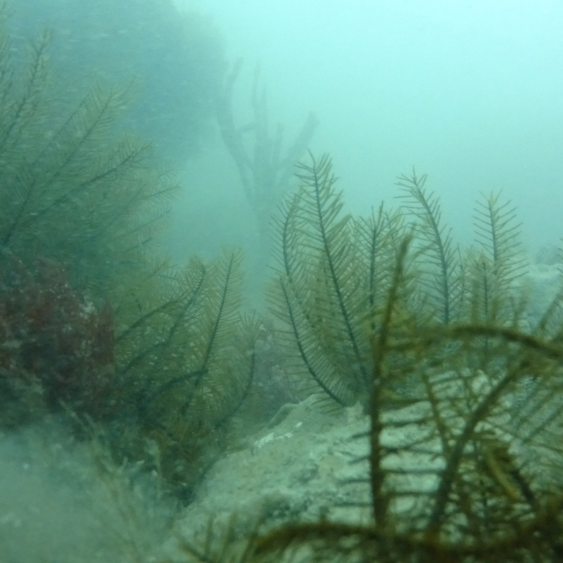 Seadragon offshore wind project - view of ocean bed