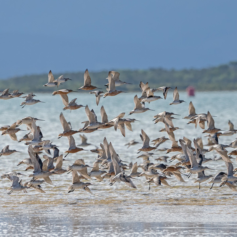 Mixed flock in flight