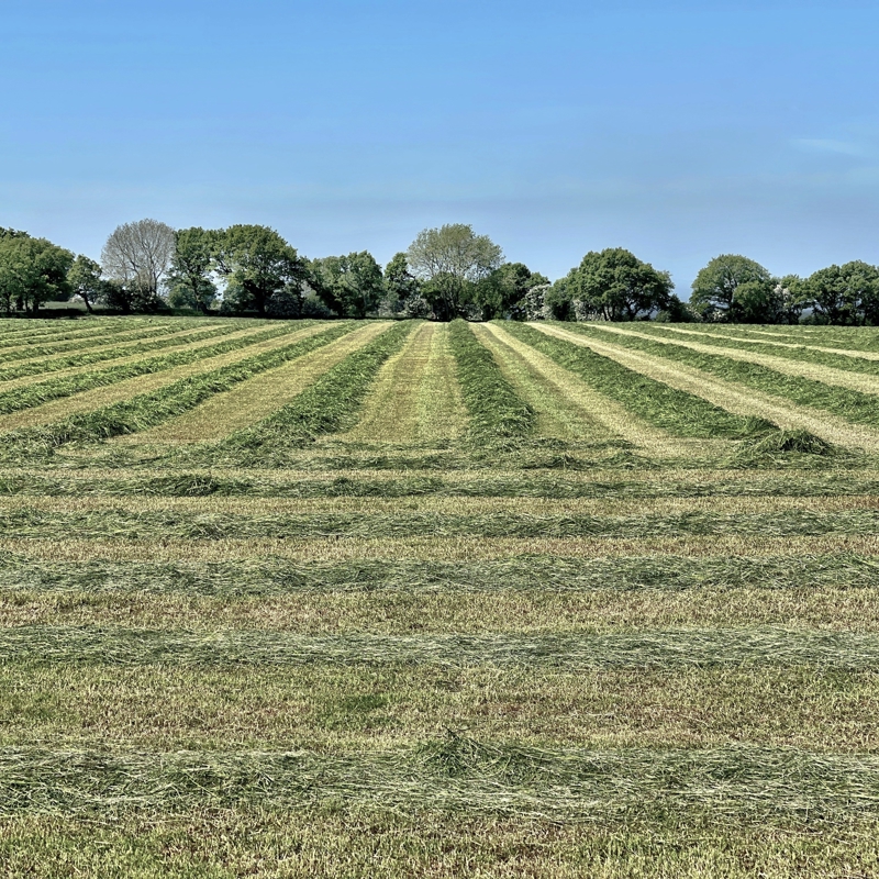 Agricultural Land