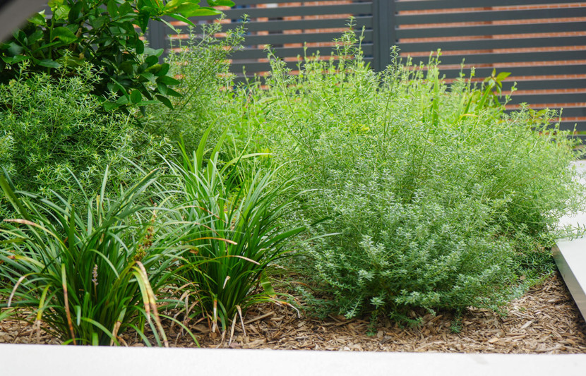 The planting palette in Spring Square up-close