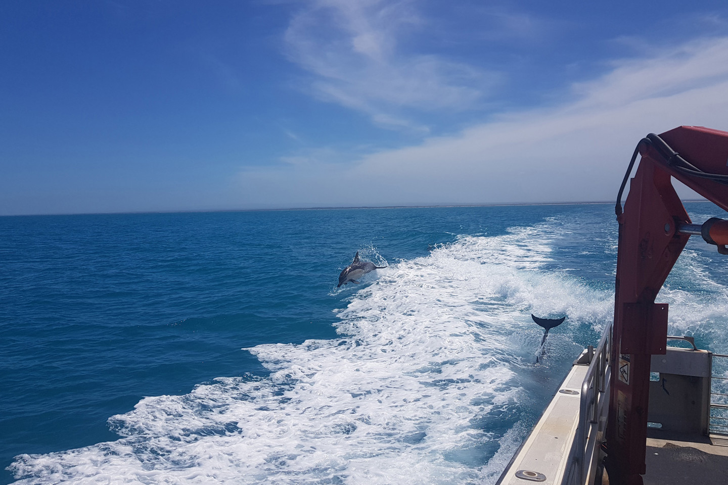 Dolphins appear during Seadragon offshore wind project