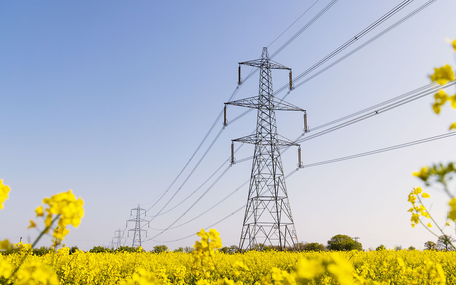 Transmission lines in field of rapeseed flowers in Hertfordshire, UK