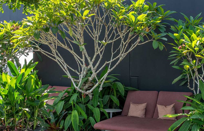 TreeHouse by Aria – incorporating greenery into apartment living in Brisbane, Queensland. Image credit: Cathy Schusler