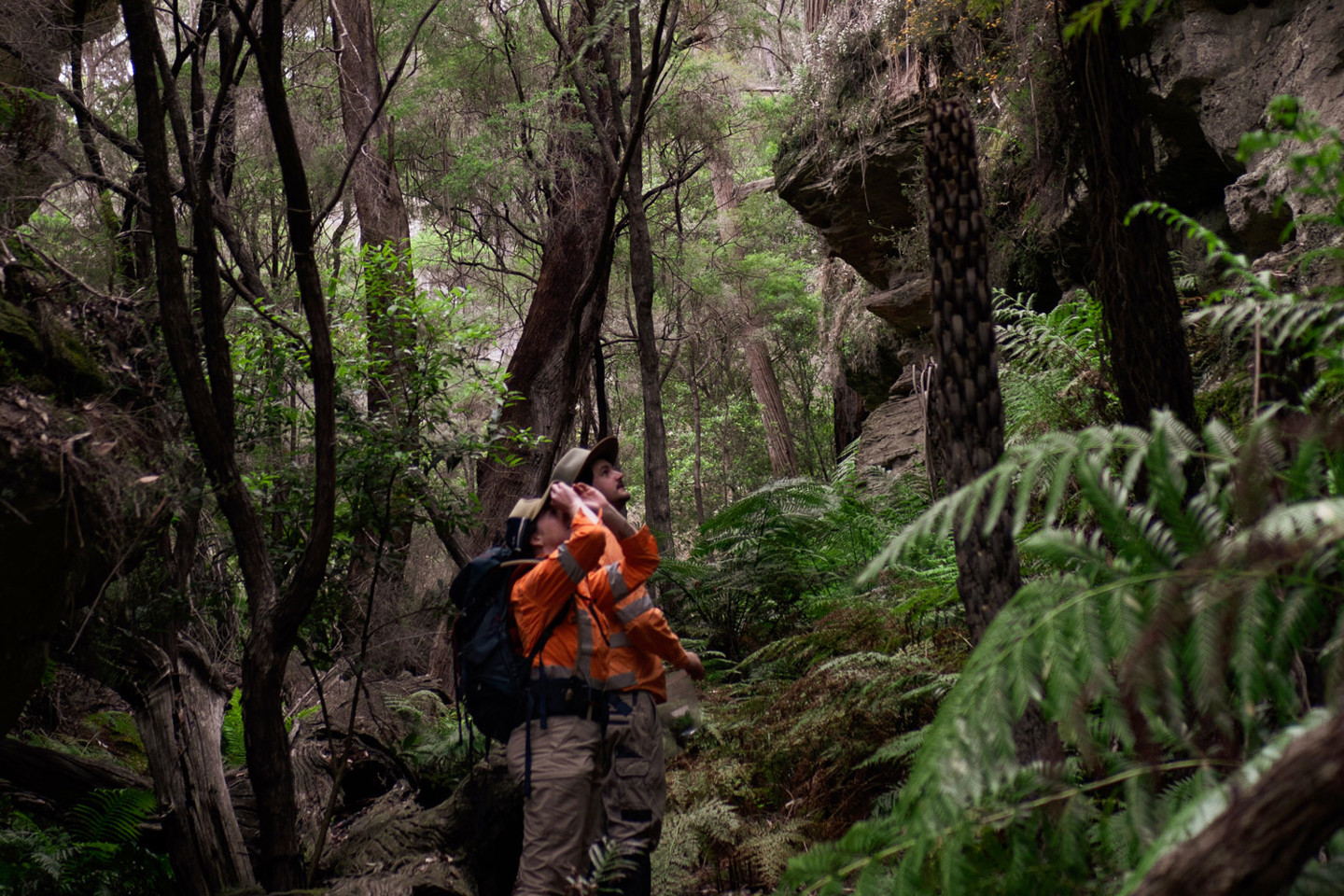 RPS ecologists surveying birds