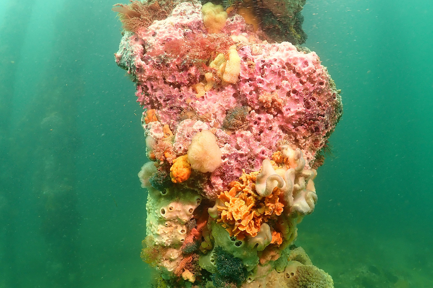 Benthic epifauna species including sponge, sea squirts and bryozoans photographed by RPS as part of benthic baseline study.