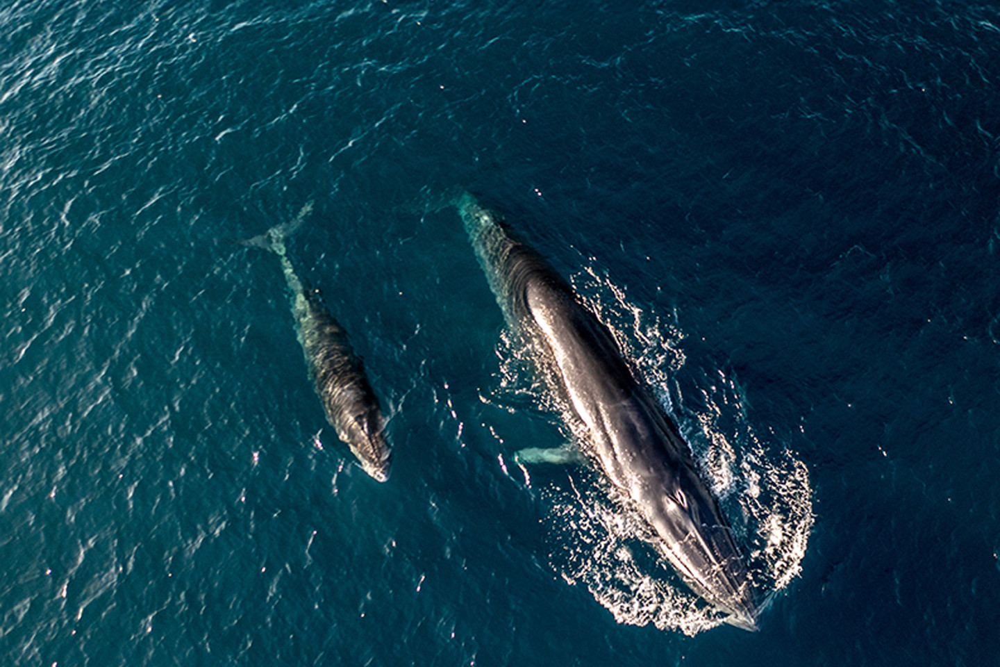 Rice's whale