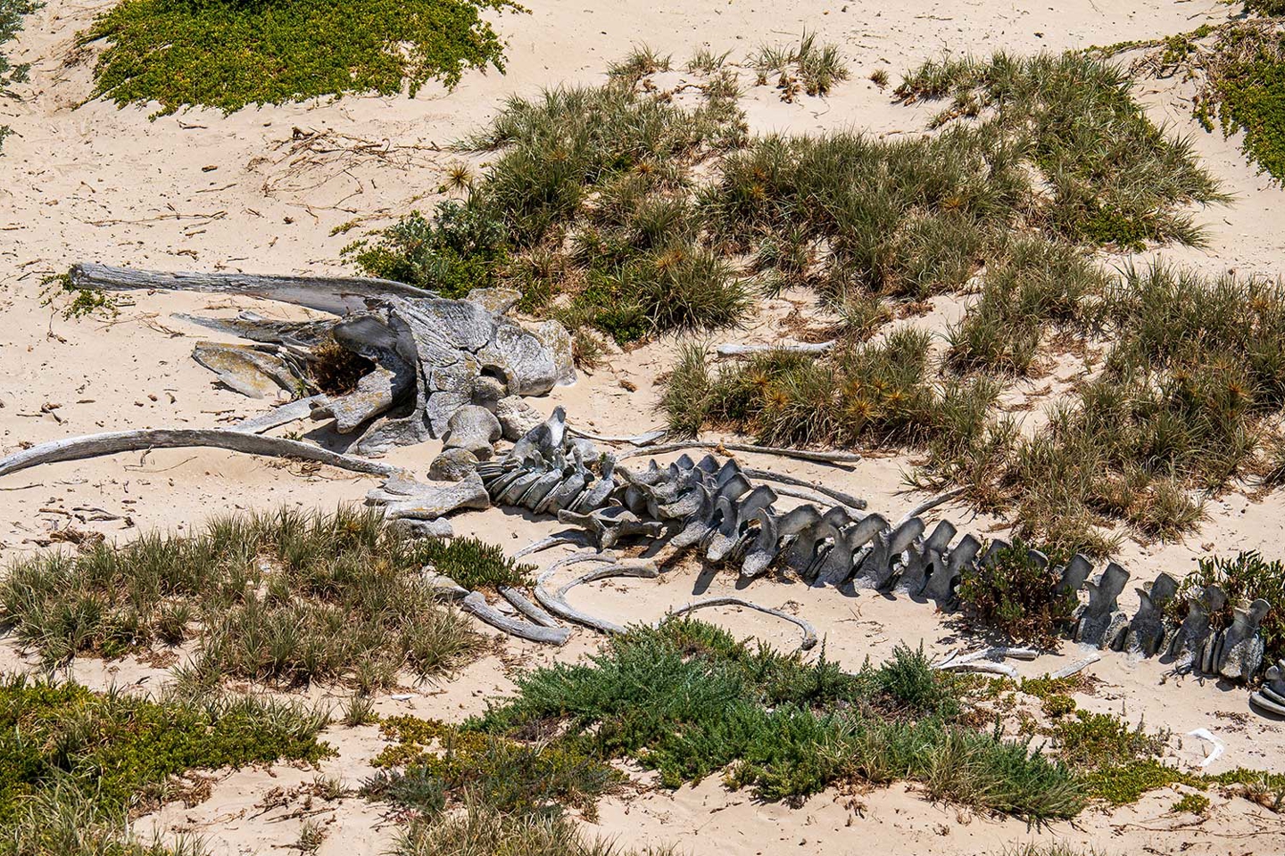Whale bones exposed on beach