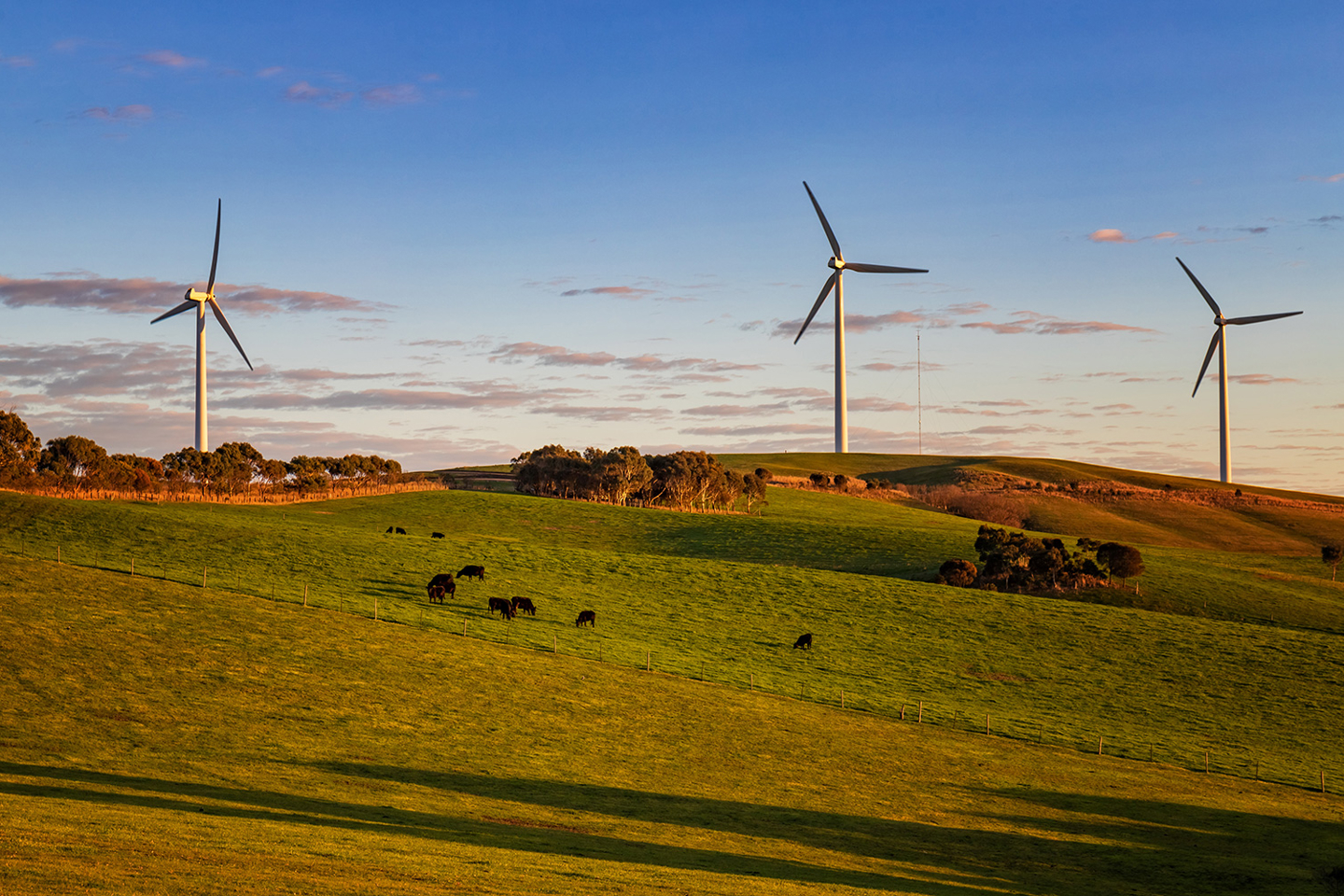 Wind Farm Rural Area Grazing Cows Australia