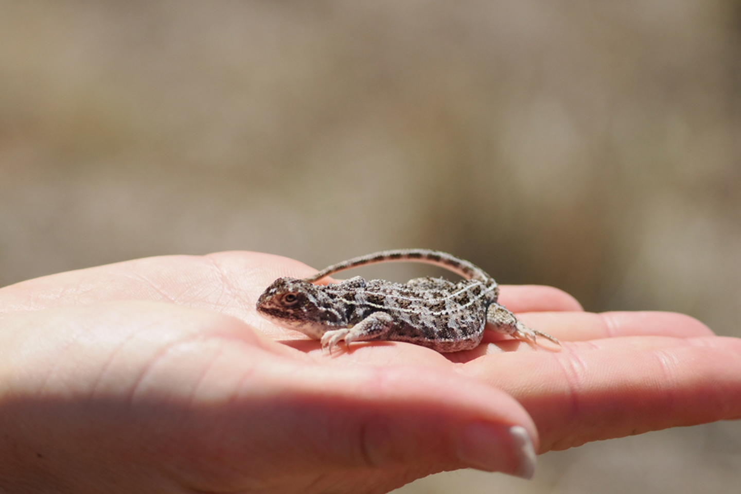 Close encounters: RPS ecologists with the Coonerang Monaro Grassland Earless Dragon