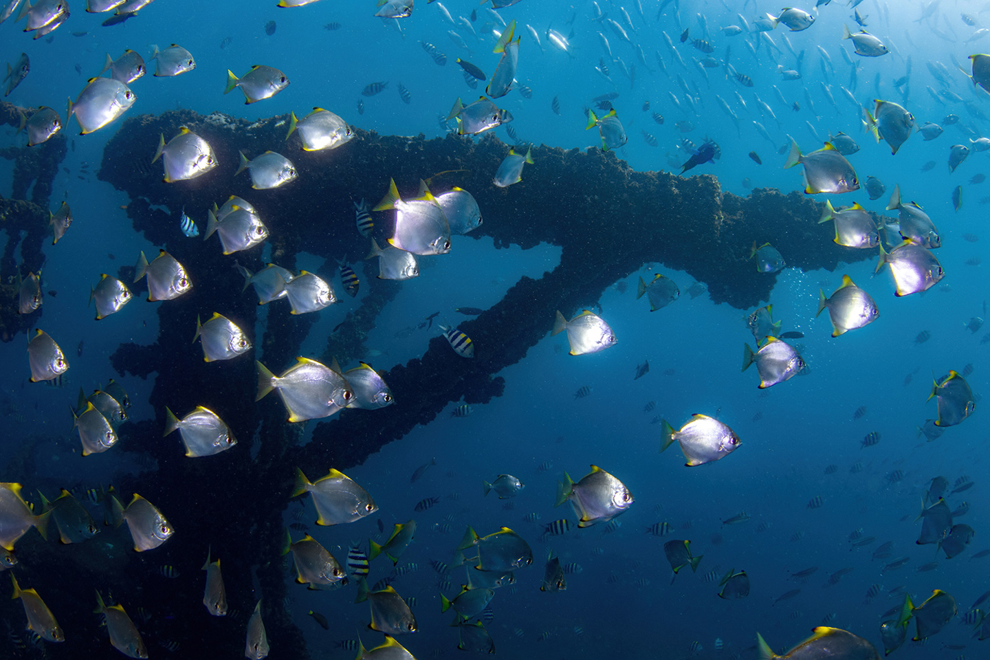 Man-made structures can provide opportunities for marine biodiversity by acting as artificial reef. 

Image: Fish and benthic fauna colonise the shipwreck of the HMAS Brisbane in Queensland, Australia.