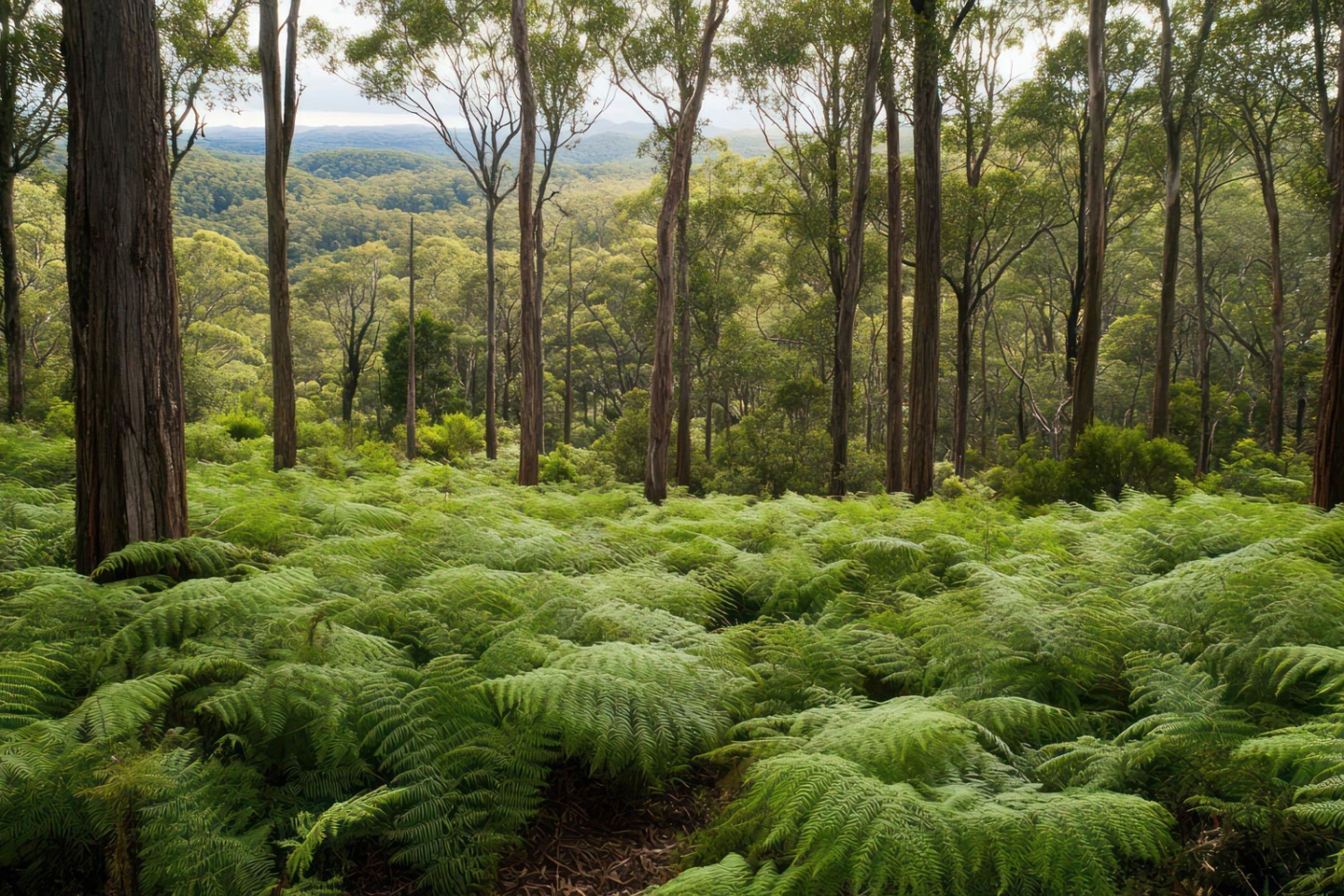 Australian bush 