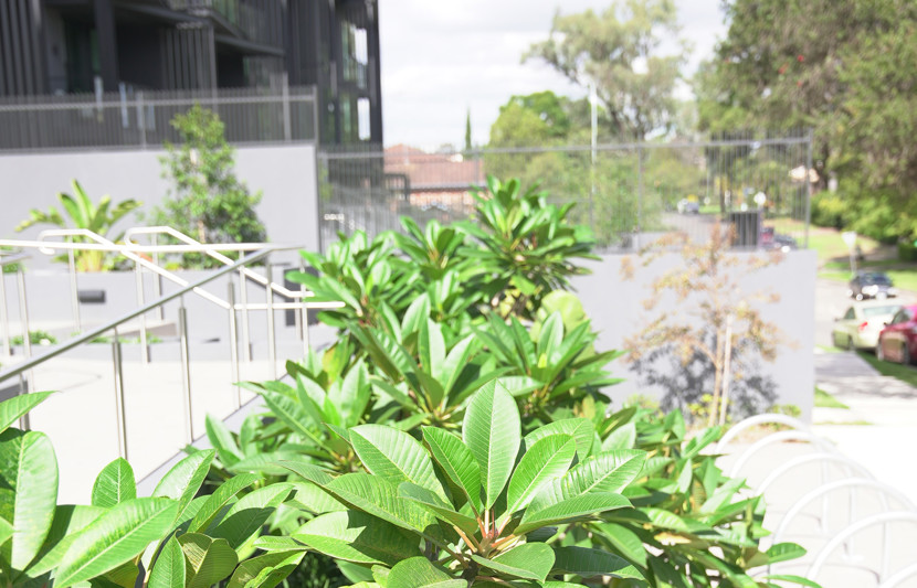 Chateau Development foliage 